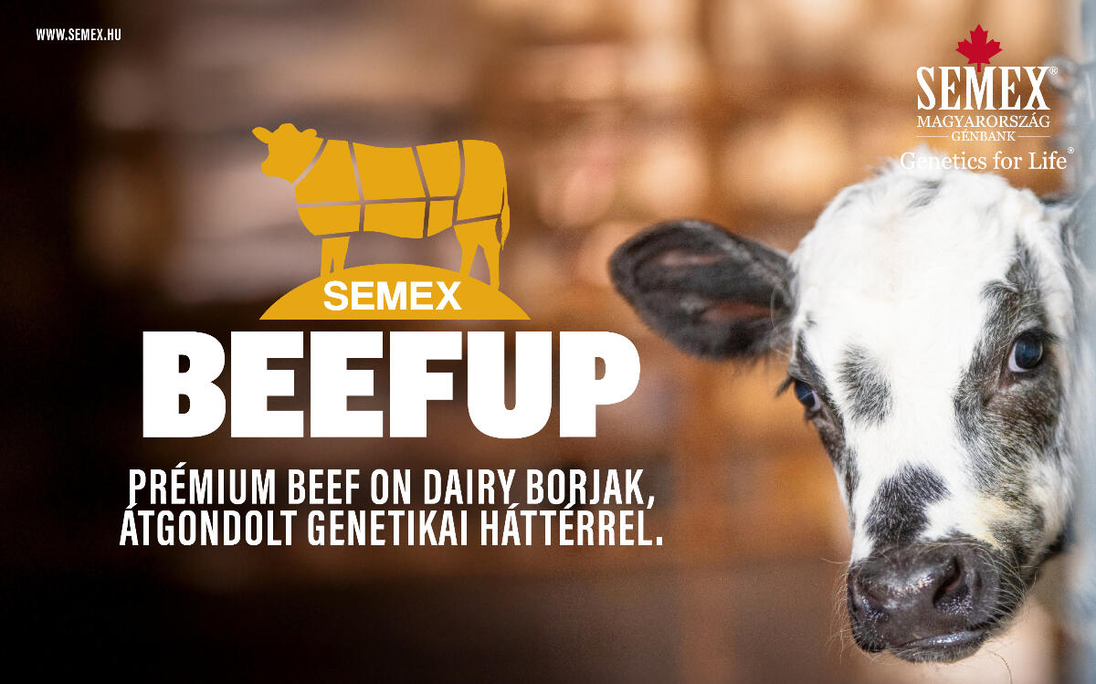 Semex_Beef on Dairy